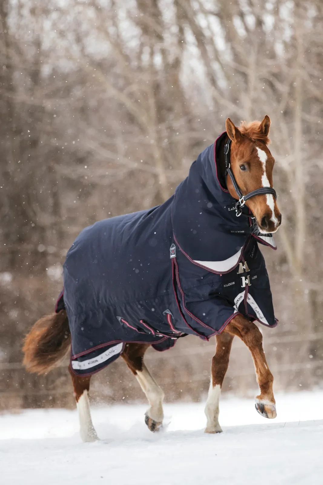 LeMieux® Kudos 350 Gram Turnout Blanket