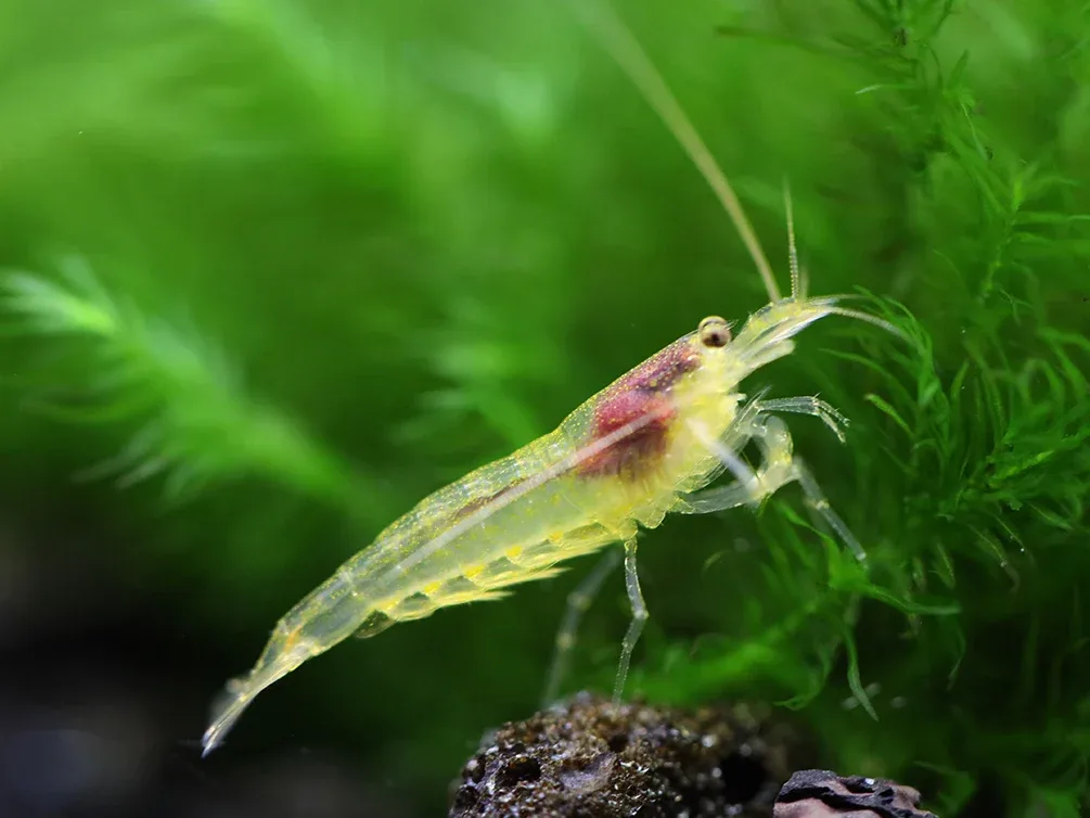 Lemon Yellow Amano Shrimp (Caridina multidentata "Lemon")- Tank Bred - Image 2