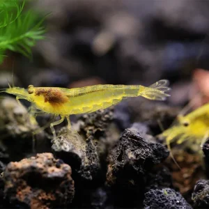 Lemon Yellow Amano Shrimp (Caridina multidentata "Lemon")- Tank Bred