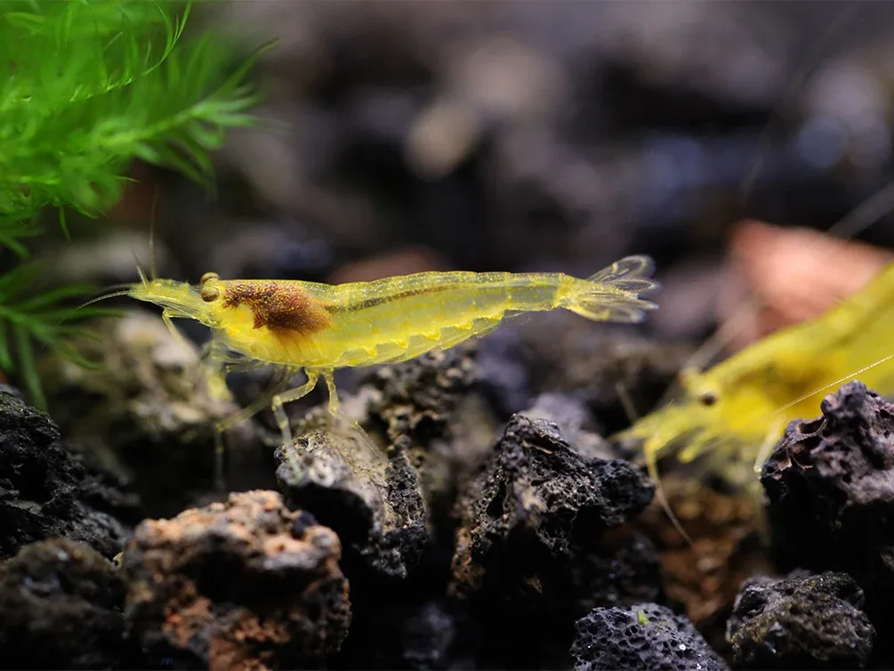 Lemon Yellow Amano Shrimp (Caridina multidentata "Lemon")- Tank Bred