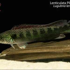 Lenticulata Pike Cichlid