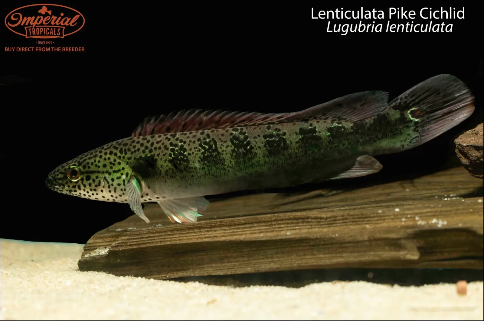 Lenticulata Pike Cichlid