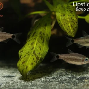 Lipstick Tetra