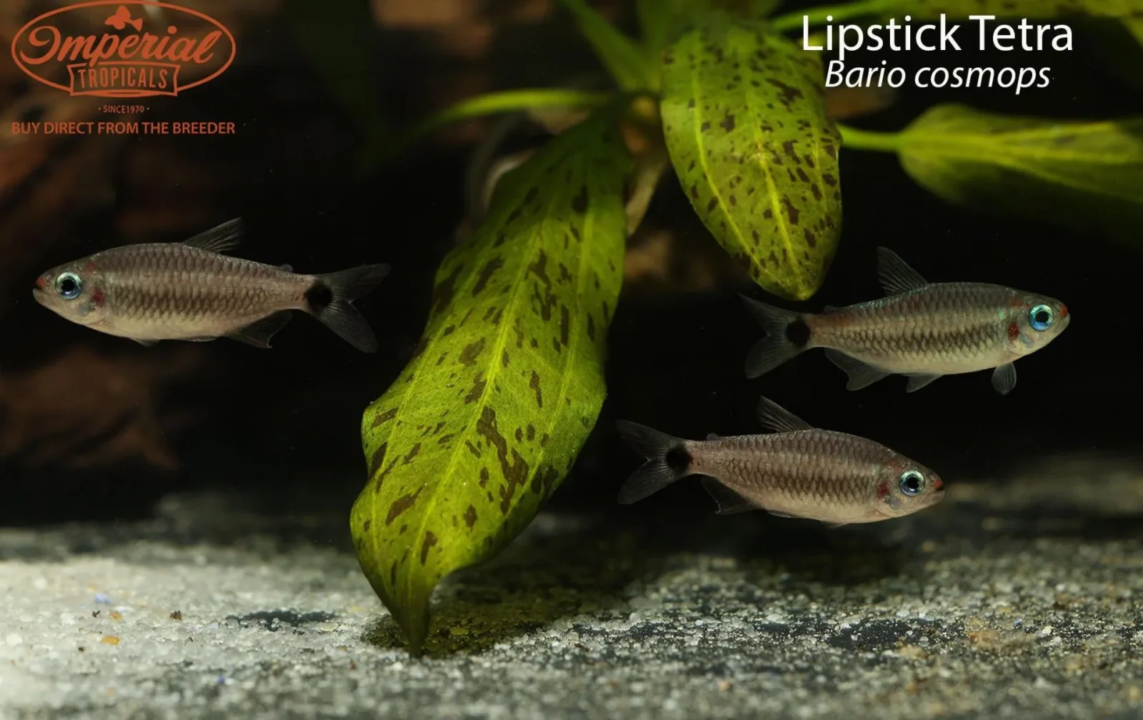 Lipstick Tetra