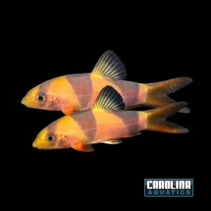 Loach - Clown 1.5in.
