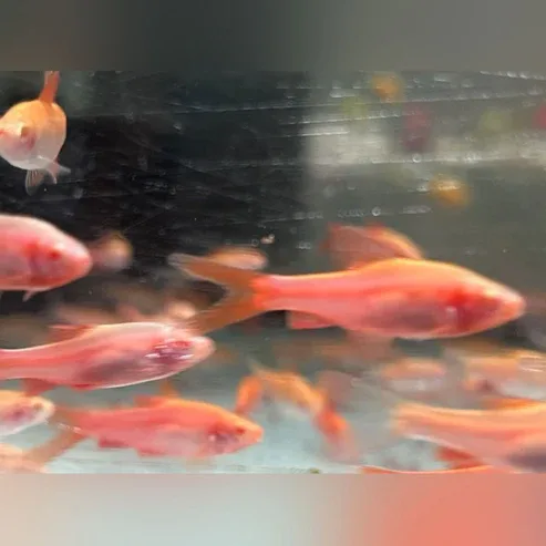 Long Fin Albino Cherry Barb