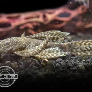 Longfin Bristlenose Pleco (Ancistrus cf. cirrhosus) - Locally Bred!