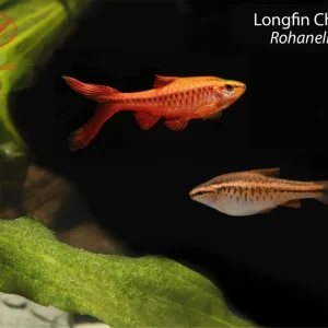 Longfin Cherry Barb