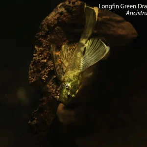 Longfin Green Dragon Bushynose