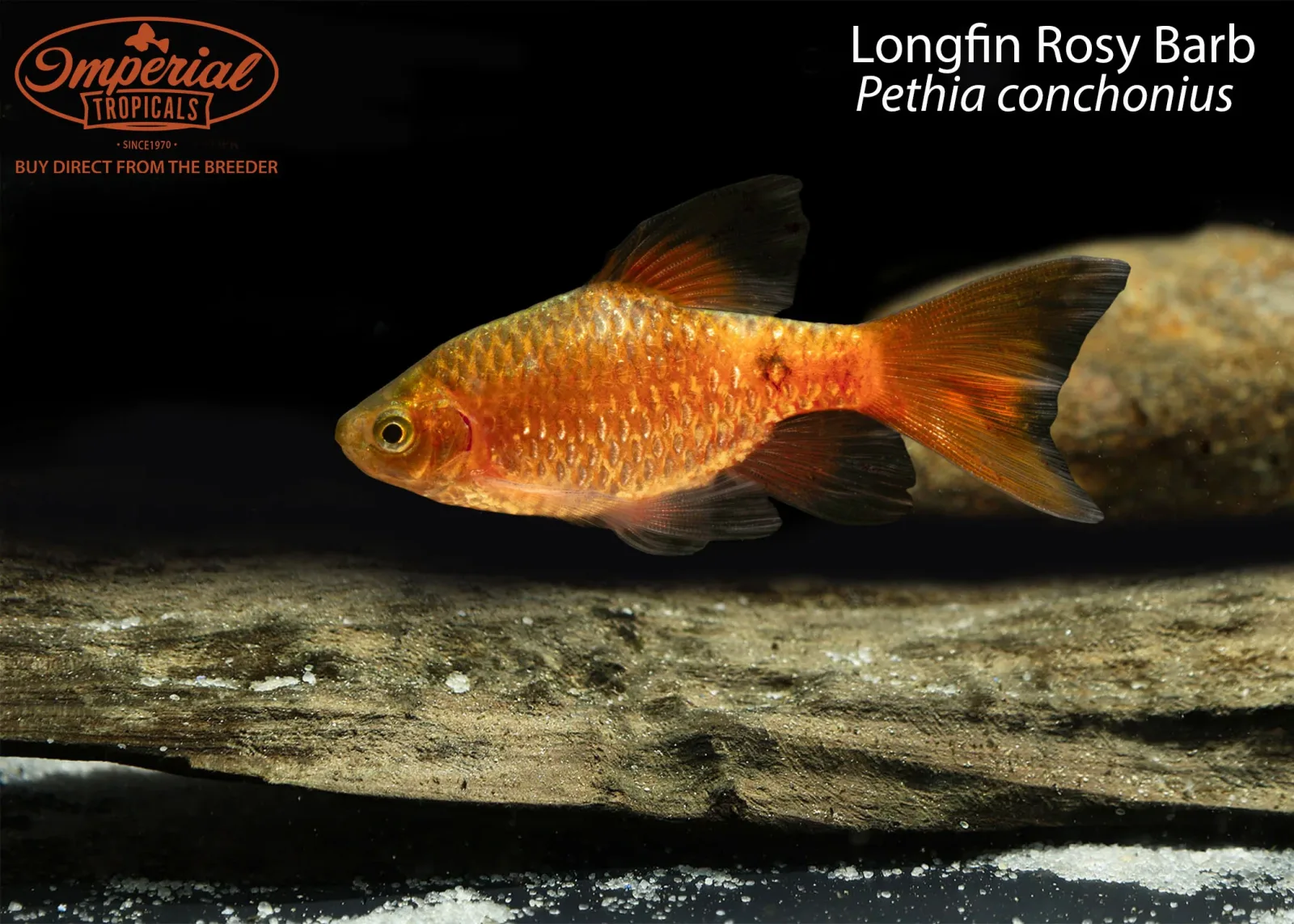 Longfin Rosy Barb - Image 2