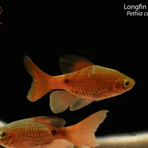 Longfin Rosy Barb