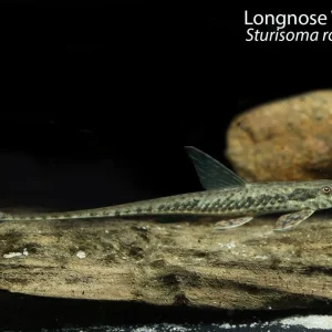 Longnose Whiptail