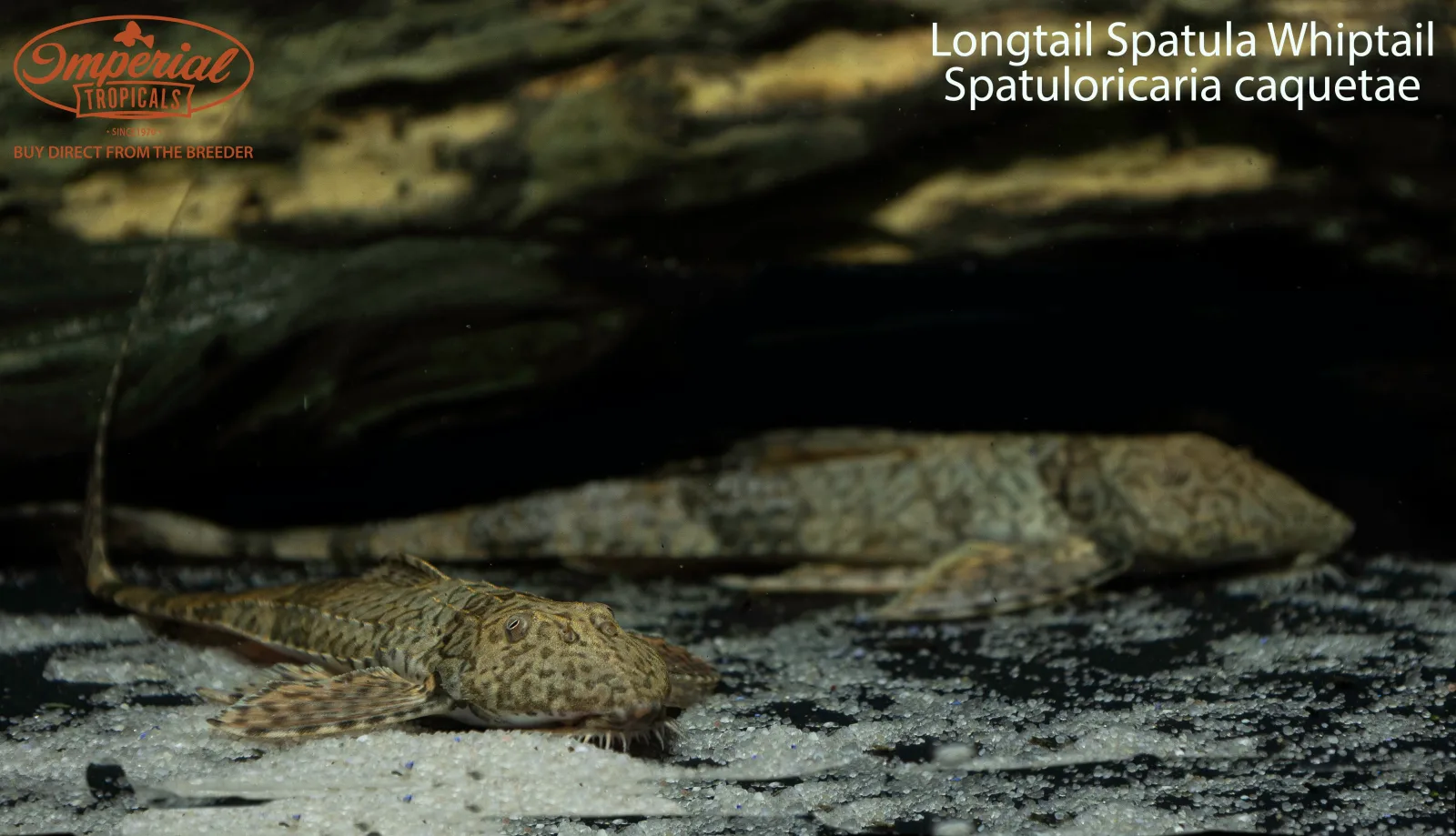 Longtail Spatula Whiptail - Image 2