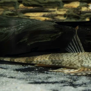 Longtail Spatula Whiptail