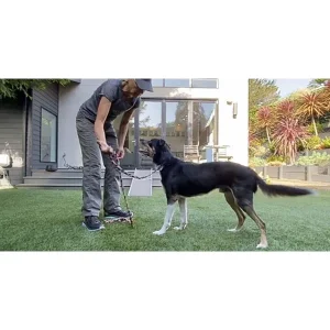 Loose Leash Walking Made Simple