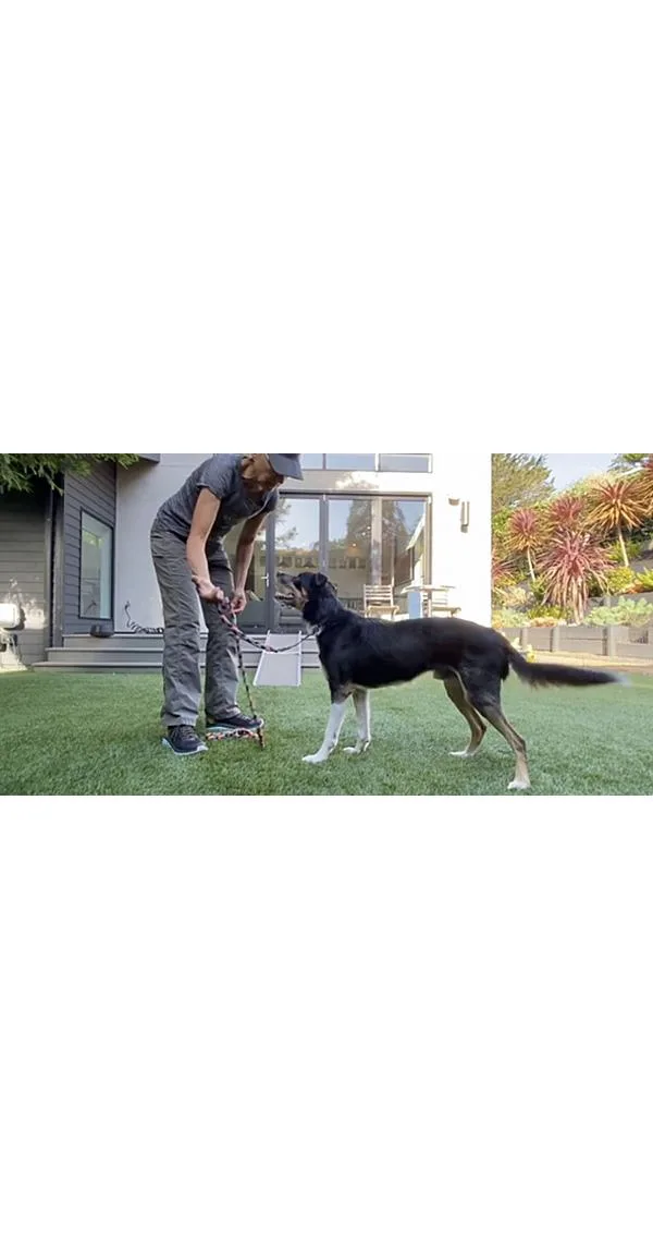 Loose Leash Walking Made Simple