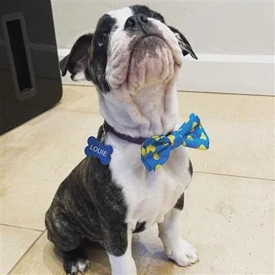 Lucky Ducky Bow Tie Large - Image 2