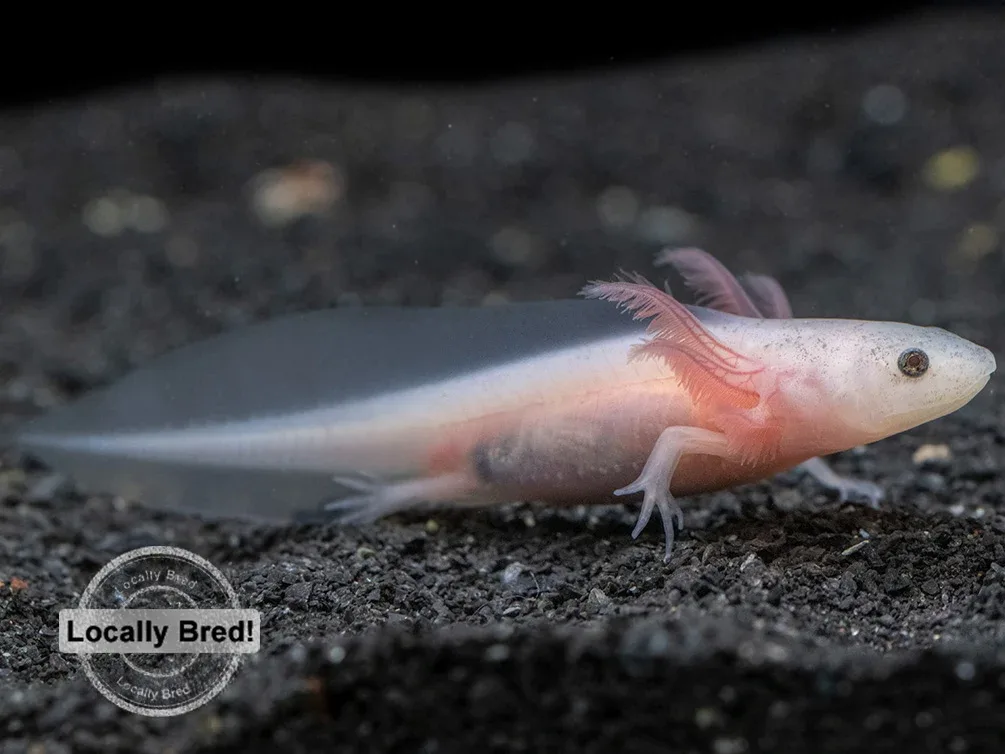 Lucy (Leucistic) Axolotl (Ambystoma mexicanum), Locally Bred! - Image 2