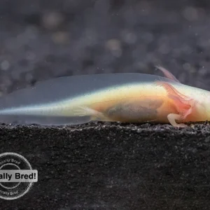 Lucy (Leucistic) Axolotl (Ambystoma mexicanum), Locally Bred!