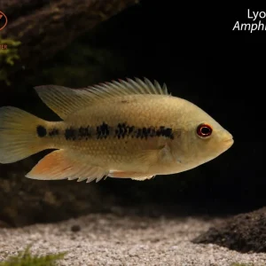 Lyon's Cichlid (Amphilophus lyonsi)