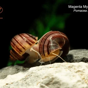 Magenta Mystery Snail