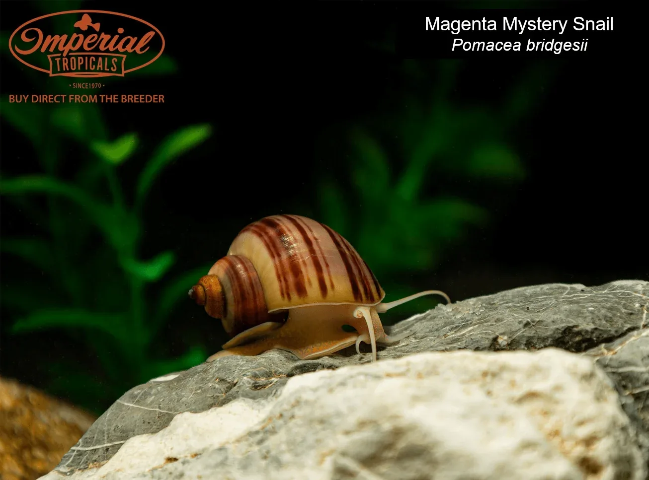 Magenta Mystery Snail - Image 2