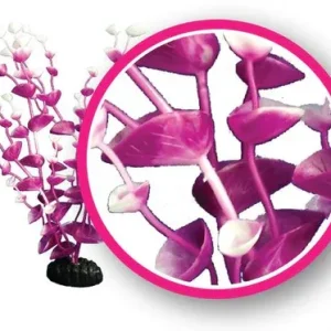 Magenta Tulips