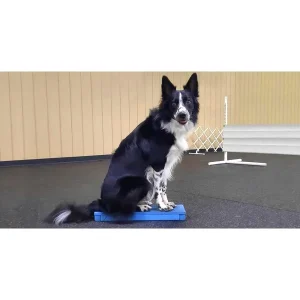 Magnetize Your Dog to a Platform for Obedience or Rally Training