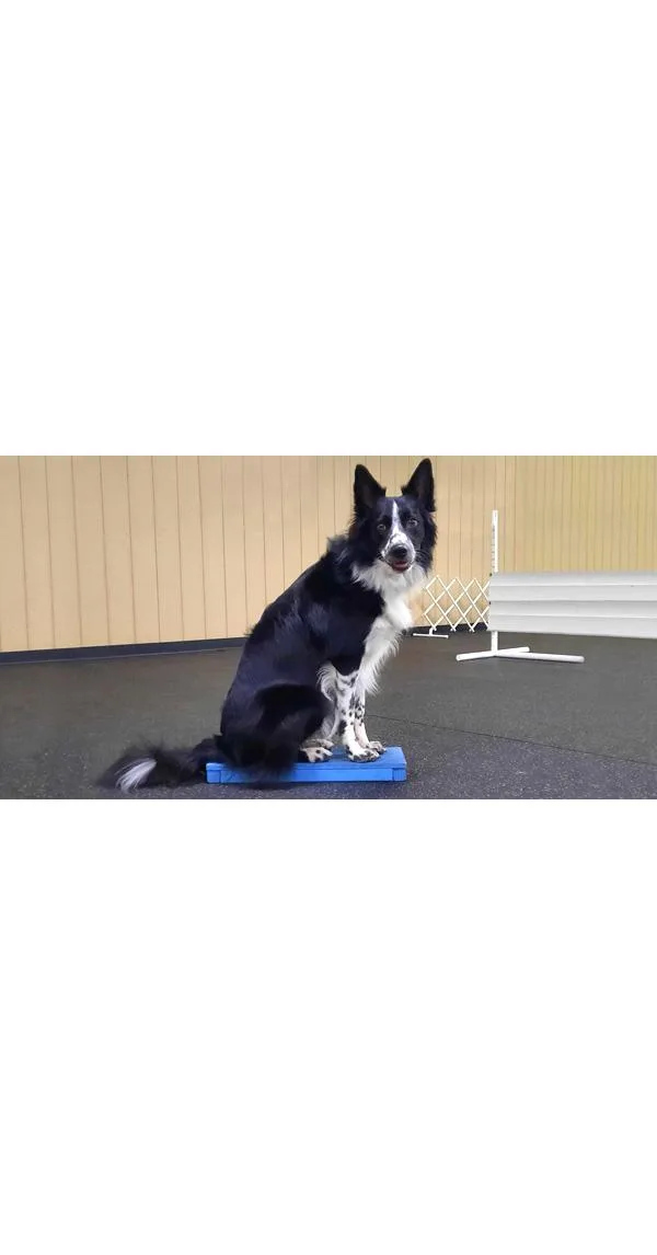 Magnetize Your Dog to a Platform for Obedience or Rally Training
