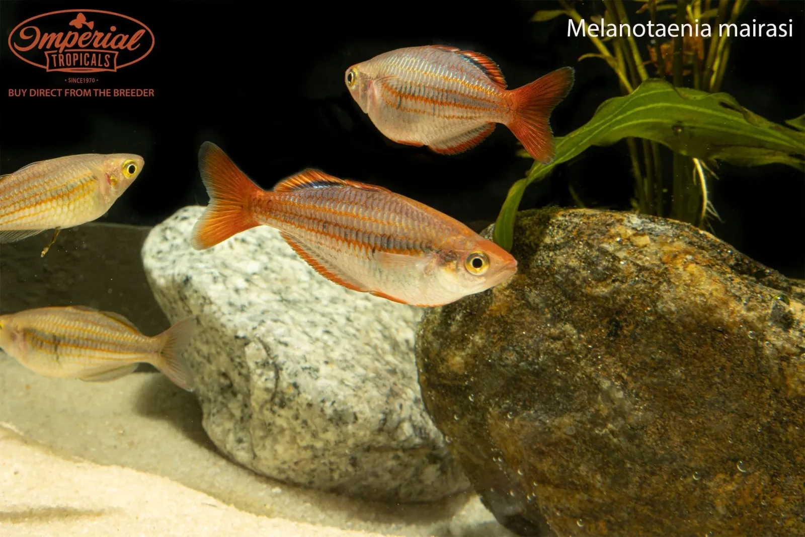 Mairasi Rainbowfish - Image 2