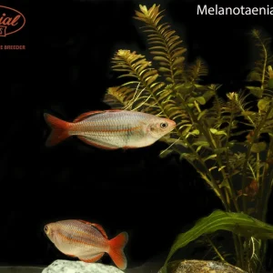 Mairasi Rainbowfish