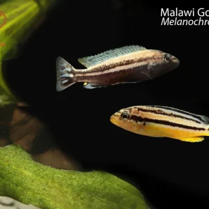 Malawi Golden Cichlid