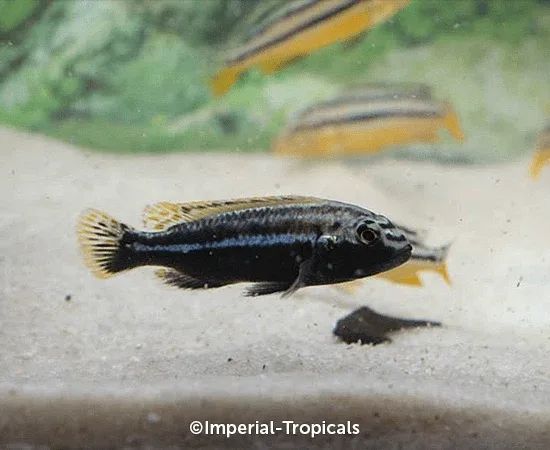 Malawi Golden Cichlid - Image 2