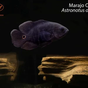 Marajo Oscar (Astronotus ocellatus)
