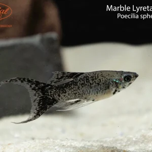 Marble Lyretail Molly