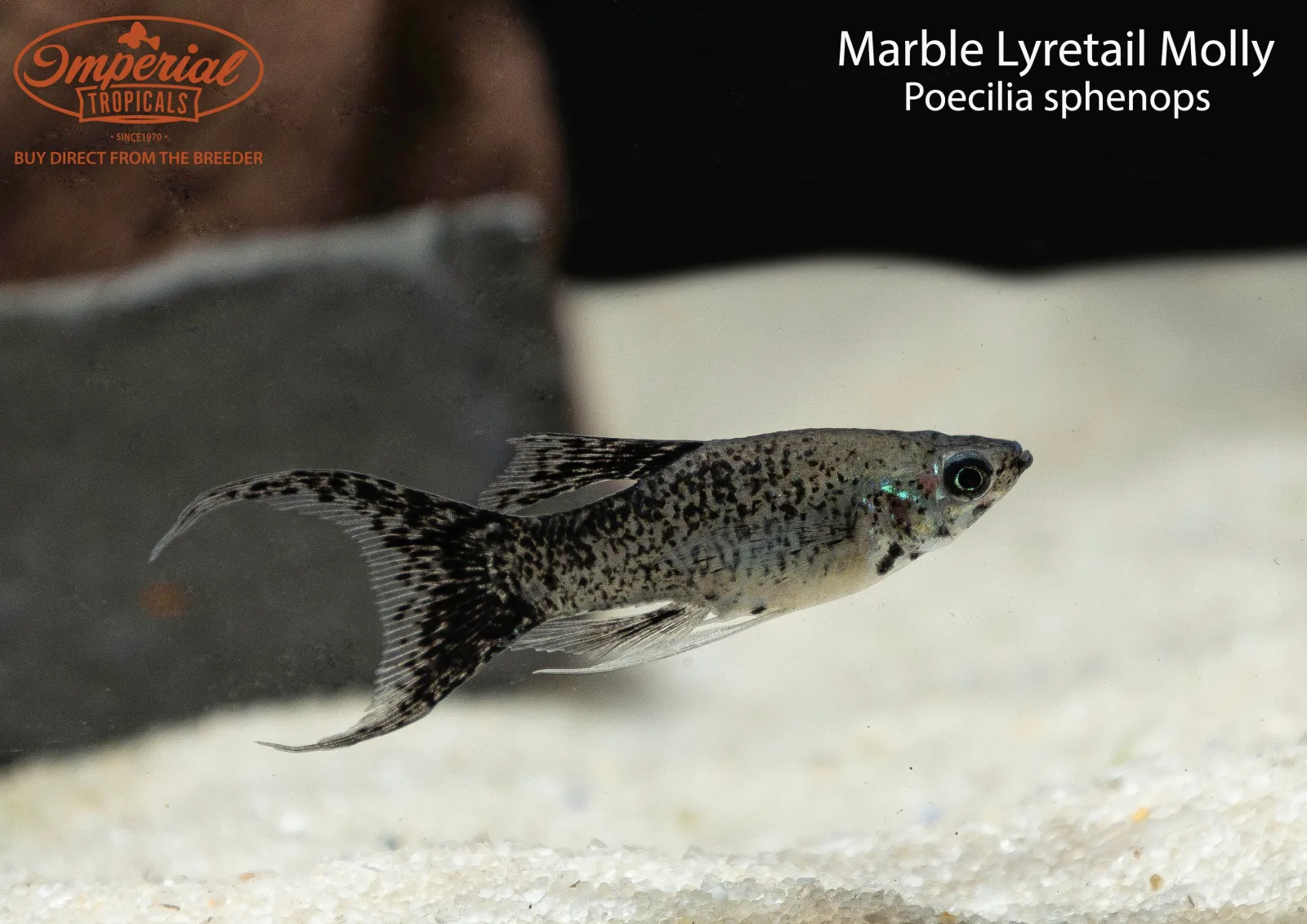 Marble Lyretail Molly