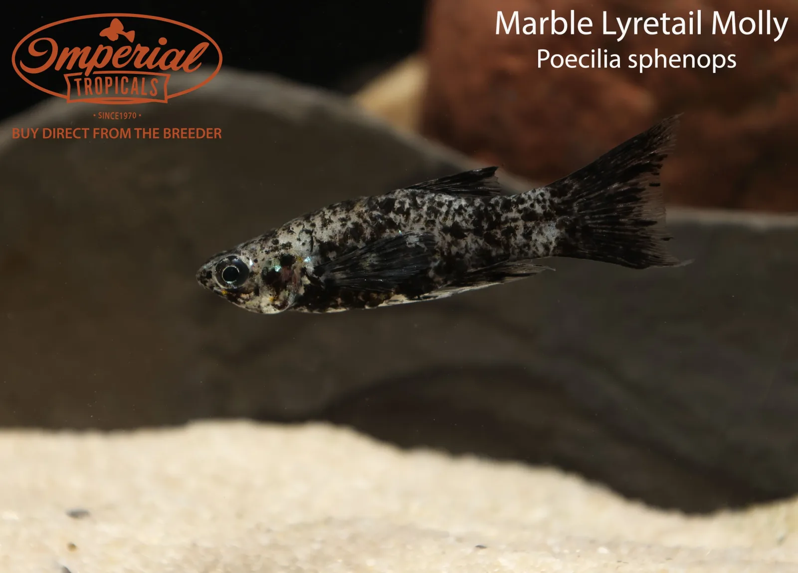 Marble Lyretail Molly - Image 2
