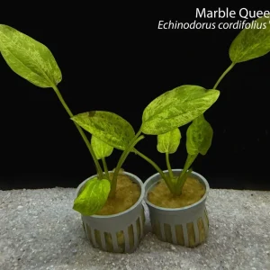 Marble Queen Sword (Echinodorus cordifolius "Marble Queen")