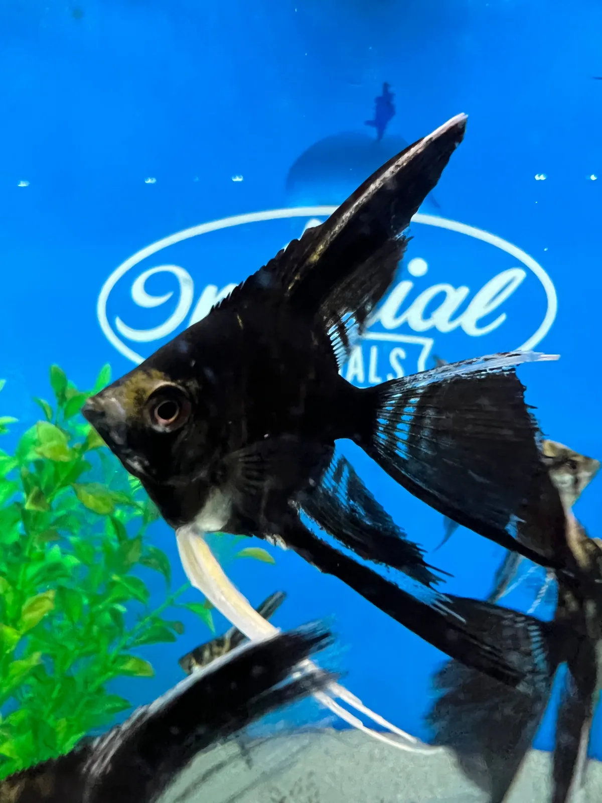 Marble Veil-Tail Angelfish - Image 2