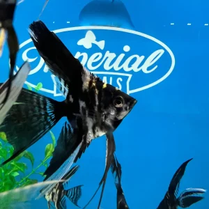 Marble Veil-Tail Angelfish