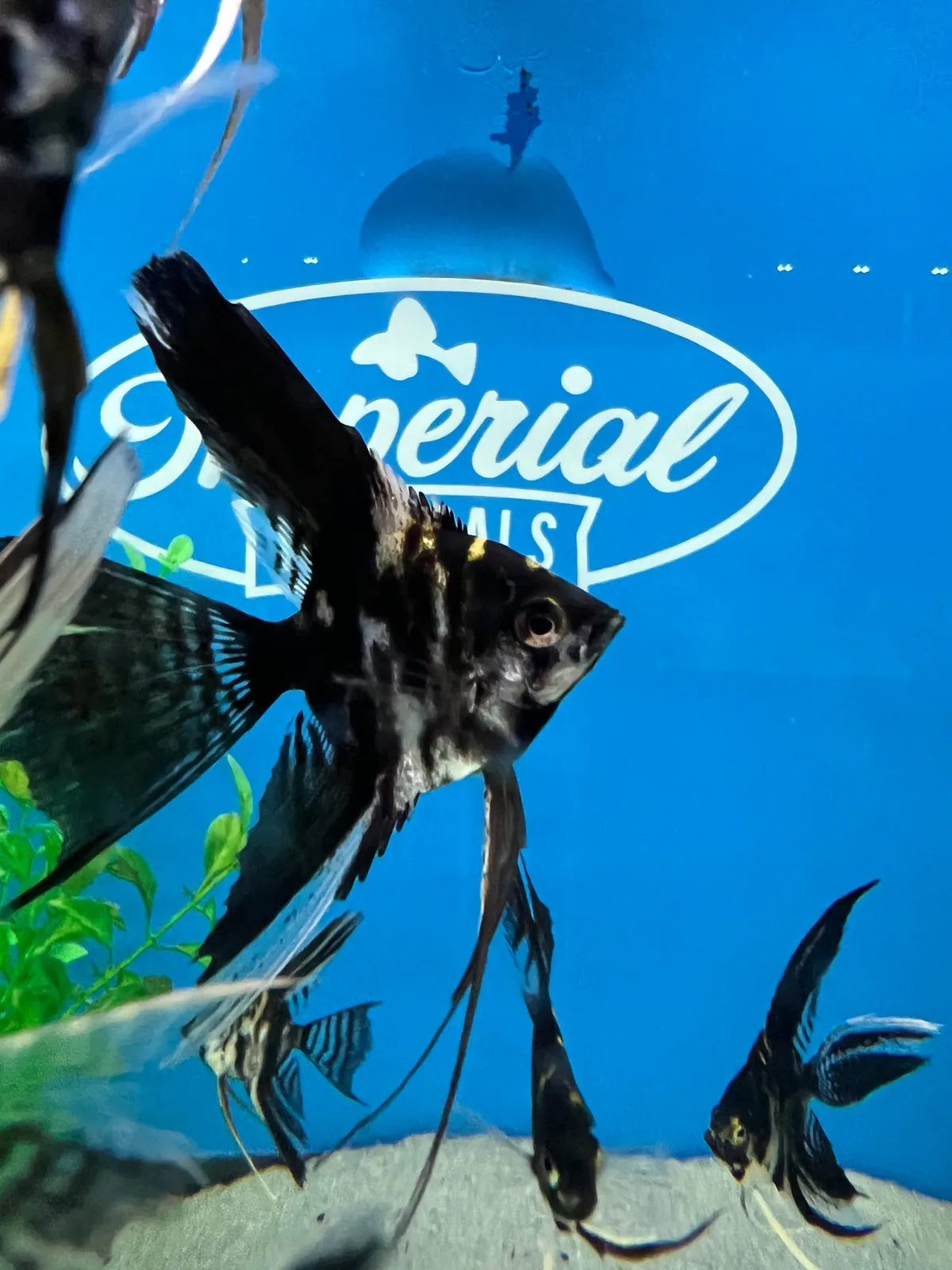 Marble Veil-Tail Angelfish