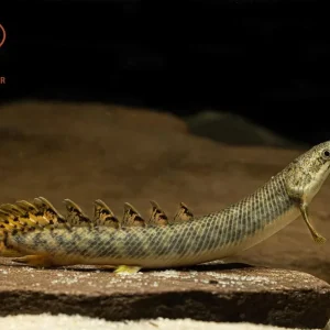 Marbled Bichir