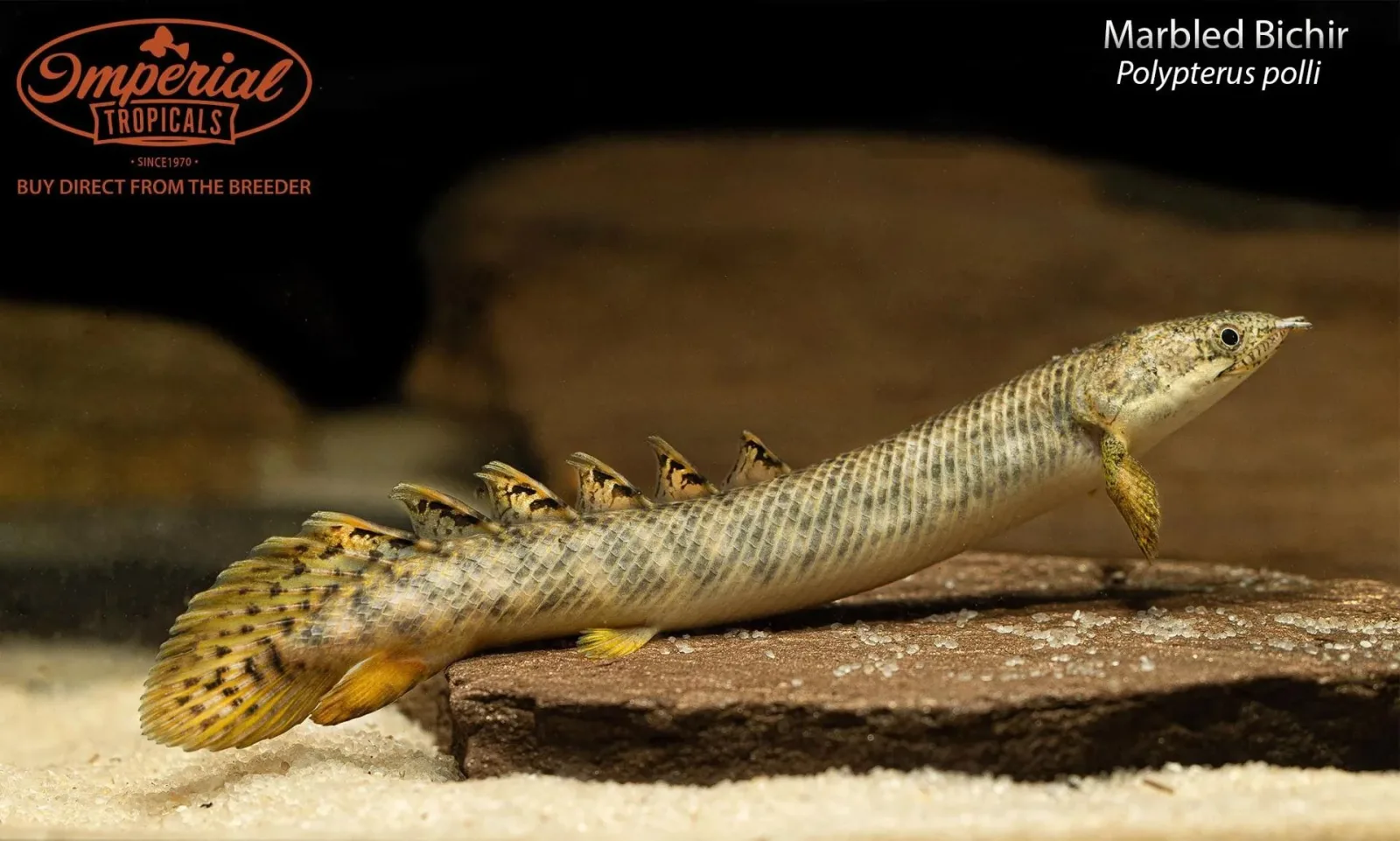 Marbled Bichir - Image 2