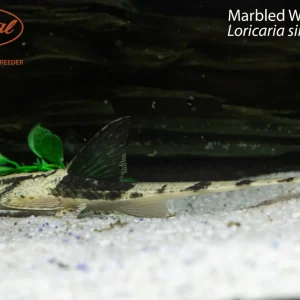 Marbled Whiptail (Loricaria simillima)