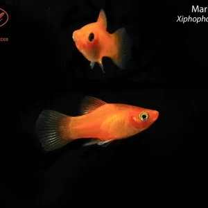Marigold Platy