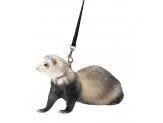 Marshall Pet Products Ferret Harness and Lead Set Blue - Image 2