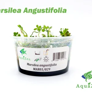 Marsilea angustifolia (Narrowleaf Four-Leaf Clover) – Tissue Culture Cup