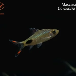 Mascara Barb (Dawkinsia assimilis)