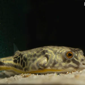 Mbu Pufferfish (Tetraodon mbu)