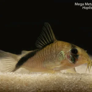 Mega Metae Hoplisoma C084